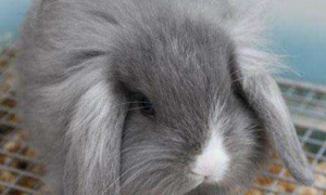 宾尼垂耳兔能长多少斤