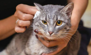 猫咪耳螨可以打针治疗吗？