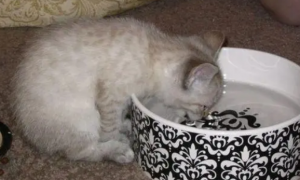 猫咪不喝水怎么解决问题