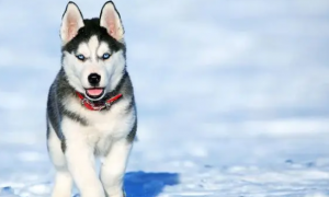 哈尔滨冰雪景区回应“狗拉雪橇”致狗死亡传闻
