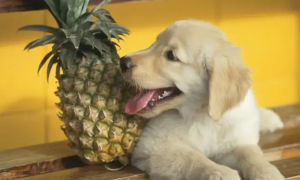 狗能吃菠萝么