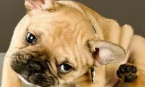 狗有耳螨有什么症状怎么办