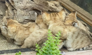 难得一见的沙漠猫午睡全家福，毛团子们挤在一起睡觉的场景真可爱