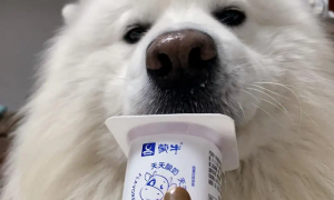 超市哪种酸奶适合狗狗喝