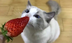 猫能吃草莓吗要去籽