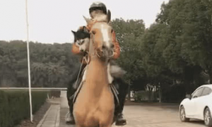 二哈第一次骑马，骑在马背生成表情包，对不起马哥是铲屎官强迫的