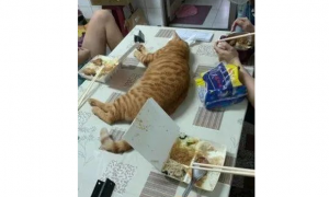 橘猫故意躺在餐桌中间呼呼大睡，奴才看了超傻眼！