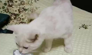 猫可以喝酸奶吗