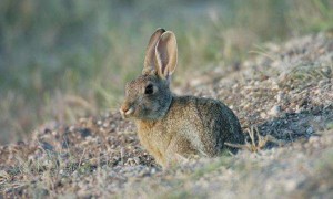 沙漠棉尾兔几个月能繁殖