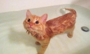 猫咪多久洗一次澡比较好