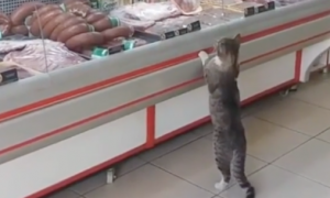 猫咪学顾客到柜台要肉，好心老板明白它的意图，马上递给它一块肉