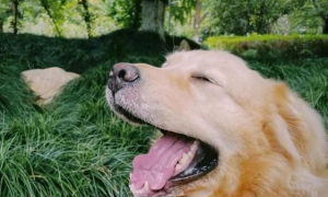 上海一寄养狗狗中暑去世，店家私自埋葬，谎称“狗狗走丢了”