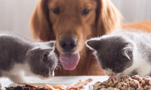 猫可以吃狗零食吗