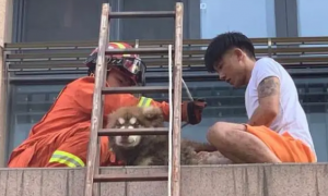 杭州一条雪橇犬被困在小区2楼平台上哀嚎，居民纳闷：它怎么上去的？