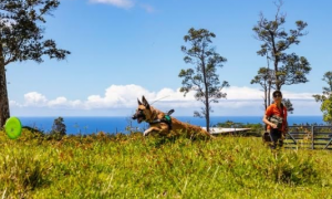 夏威夷“恶魔草”泛滥，环保组织训练狗狗对抗入侵物种