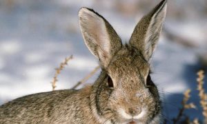 岛林兔多久可以生兔子