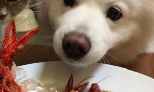 狗能吃小龙虾吗为什么
