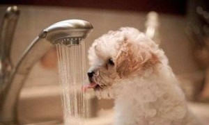 狗狗沐浴露洗澡用品