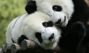 熊猫团子玩嗨了，不想回笼子里，被奶爸直接扛走，小表情太萌了