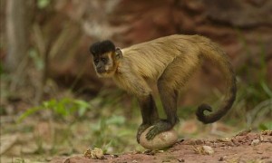卷尾猴是国家一级保护动物吗