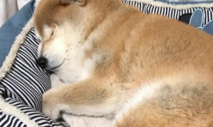 15岁柴犬躺在主人怀里入睡，就像回到小时候，睡相超级可爱！