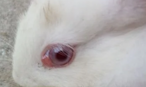 兔子眼球凸出来怎么恢复正常