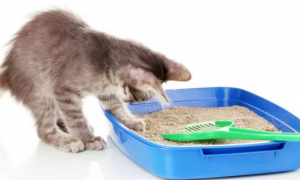 猫砂需要经常换吗