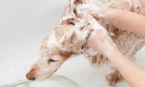 狗能用沐浴露吗