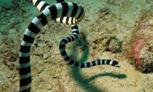 巨环海蛇有毒吗