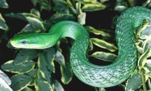 绿锦蛇有毒吗