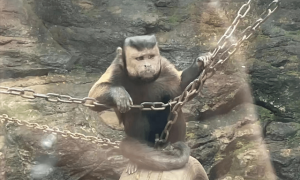 动物园一猴子长着国字脸络腮胡，意外走红，忧郁又喜感