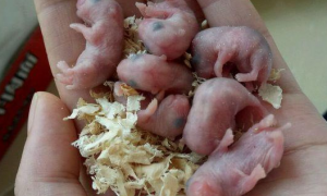 母仓鼠生下了7只幼崽，女子捧在手里拍照炫耀