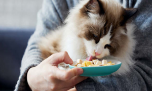 猫能吃的零食有哪些