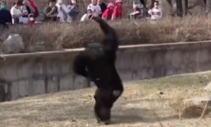 猩猩被游客扔瓶子砸头后扔回反击 动物园：猩猩学游客 被教坏了