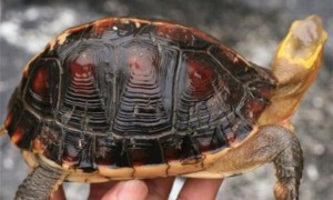百色闭壳龟寿命多少年