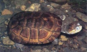 沼泽侧颈龟可以深水养吗