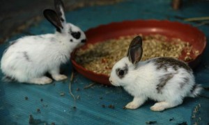 英国斑点兔可以养几年