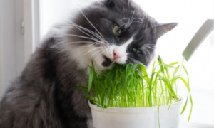 水培猫草的正确方法