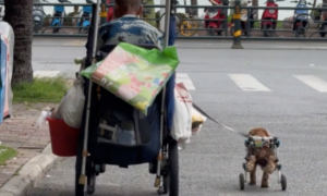 拾荒老人带着只残疾的狗，怀里还抱着被别人抛弃的狗，相互救赎啊