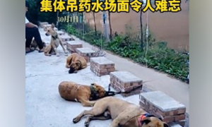 狗狗趴地上集体打吊针，目击者：它们吃了五仁月饼导致身体不适