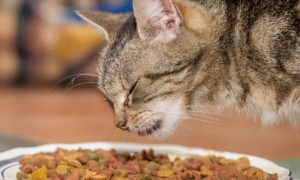 猫可以吃仓鼠粮吗