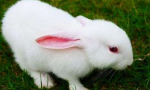 哈尔滨大白兔训练方法