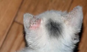宠物猫皮肤病怎么引起的