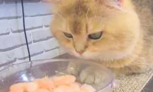 猫咪能吃虾吗