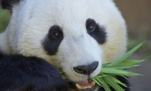 武汉动物园官宣：大熊猫“武林”“盟盟”来武汉了