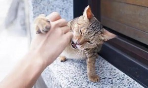 狂犬病毒存在猫爪上吗