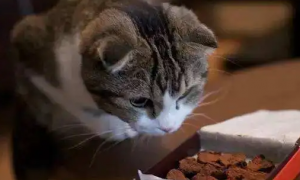 猫有什么不能吃的食物