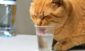 两个月幼猫不喝水怎么办