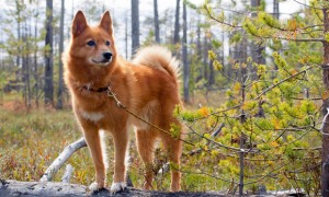 芬兰猎犬多少钱一只