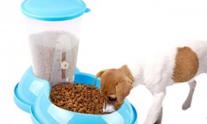 狗可以用自动喂食器吗